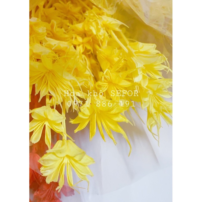 Hoa khô trang trí ❤️FREESHIP❤️ Hoa khô Nigella trang trí cắm hoa, làm đồ handmade