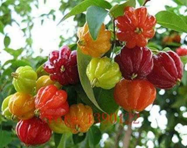 Cây Surinam cherry