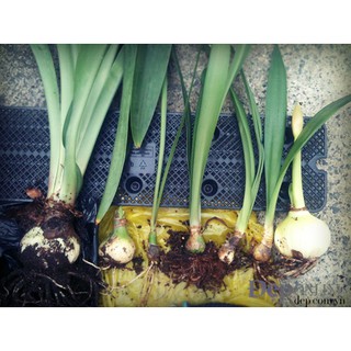 CỦ HUỆ CÁNH KÉP - ( ĐỦ MÀU )