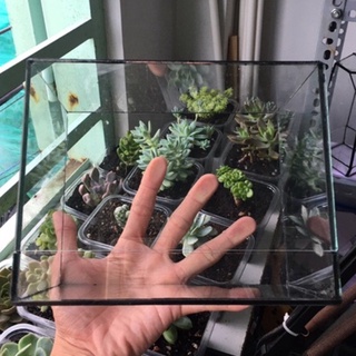 Bể kính hình hộp chữ nhật sử dụng cho terrarium kích thước D18xR10xC14 cm