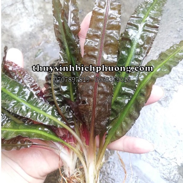 TIÊU THẢO BALANCE LÁ NHĂN - CÂY THUỶ SINH DỄ TRỒNG KHÔNG CO2