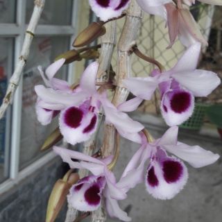 Phi điệp Nù lá nhựa 70k/1 ki