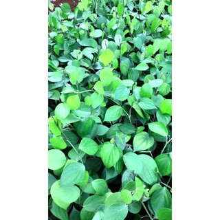 combo 5 bầu cây giống tiêu thekken ấn độ
