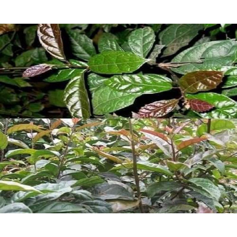 500gr Cây Xạ Đen hòa bình