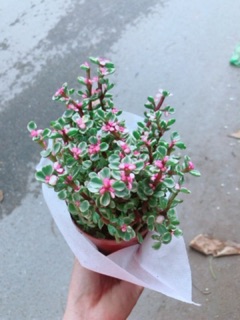 Cây Cành Vàng Lá Ngọc(đô la hồng)