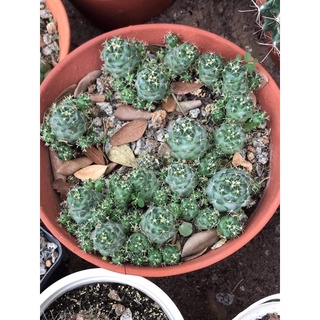 Xương rồng cory hoa vàng size nhỏ 2-3cm 55k/cây