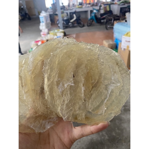 cá bò tròn, cá bóng loại 1