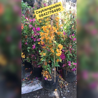 hoa giấy thái caykiengsadec + tặng phân bón