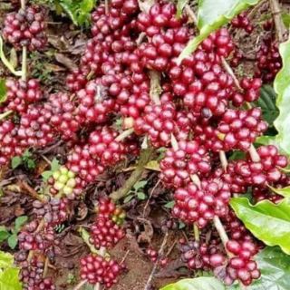 Nhân cà phê sống Robusta chưa rang 1kg