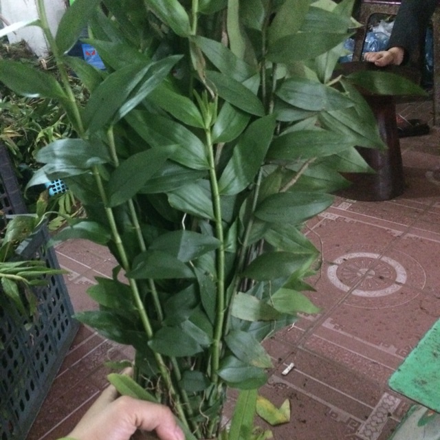 Lan rừng
