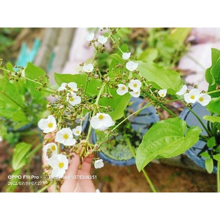 Hoa bách Thủy Tiên