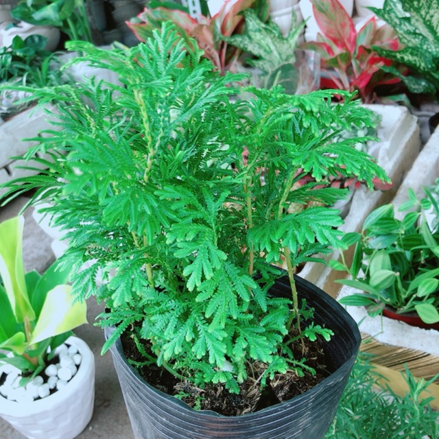 Cây Dương Sỉ Kiểng