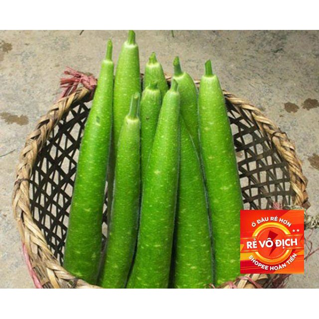 10 Hạt giống bầu sao dài