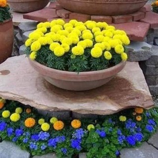🌼🌼 HẠT GIỐNG CÚC VẠN THỌ LÙN sắc Vàng Cam