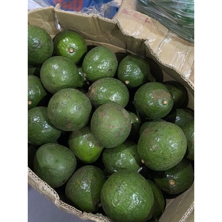 Bơ booth Lâm đồng loại 1
