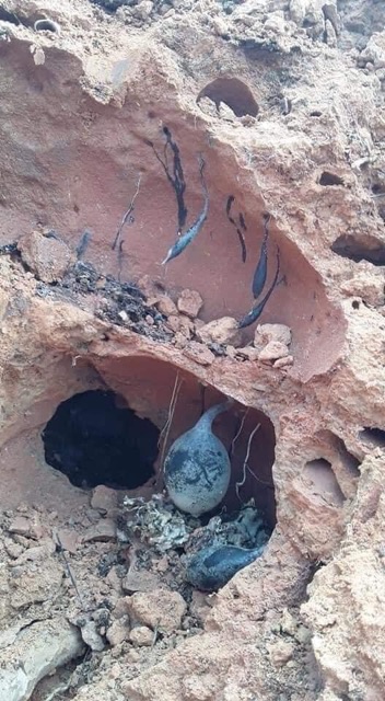 ☘️💥SÂM Ô LINH rừng 100gr 🌴🍀