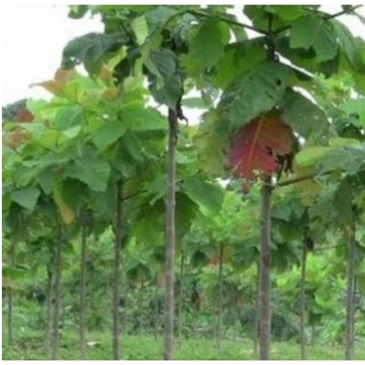 100 gram hạt giống gáo trắng