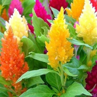 100 Hạt giống hoa Mào gà lửa mix 