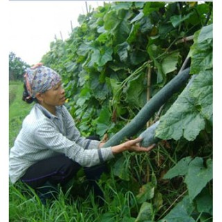 20 Hạt giống bí xanh dài ( bí sặt ) (Kèm kích thích hạt nảy mầm)