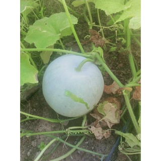 Hạt Giống bí đao tròn (0,2g)