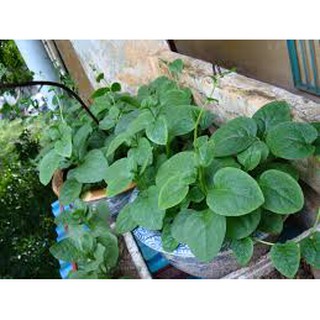 HẠT GIỐNG MỒNG TƠ (Xanh, đỏ) - 1 Gói