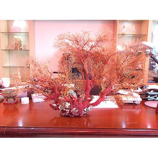 [Hàng loại A] San hô đỏ vụn chất lượng cao