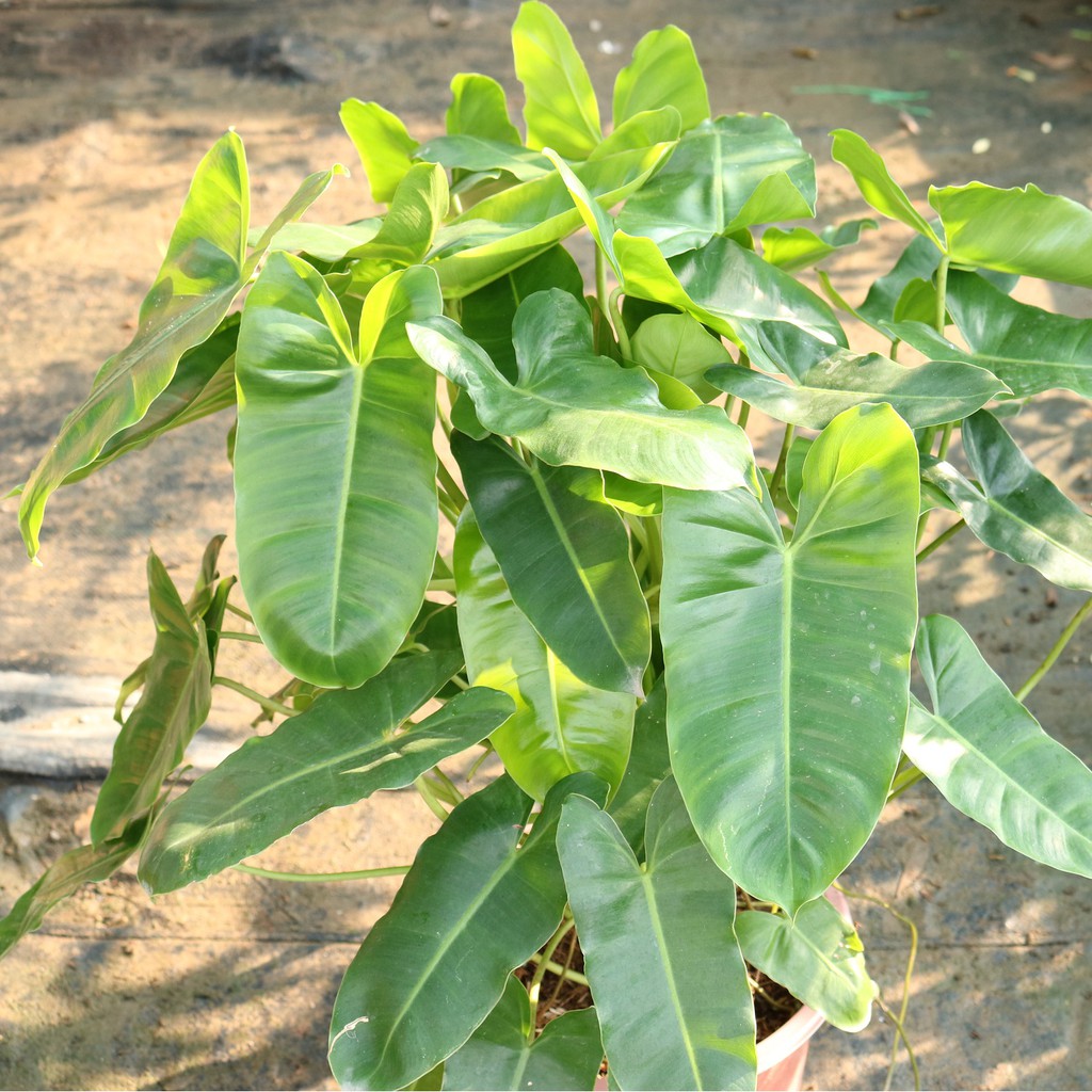 Cây trầu bà tỉ phú Philodendron Burle Marx Green