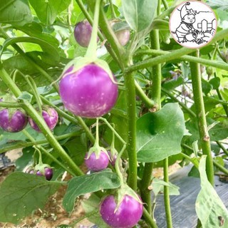 HẠT CÀ PHÁO TÍM F1 - GÓI 1 GRAM