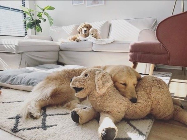 CHÓ GOLD BÔNG IKEA  70cm