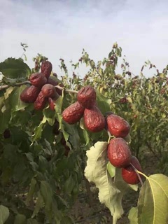 Táo đỏ Tân Cương size đại
