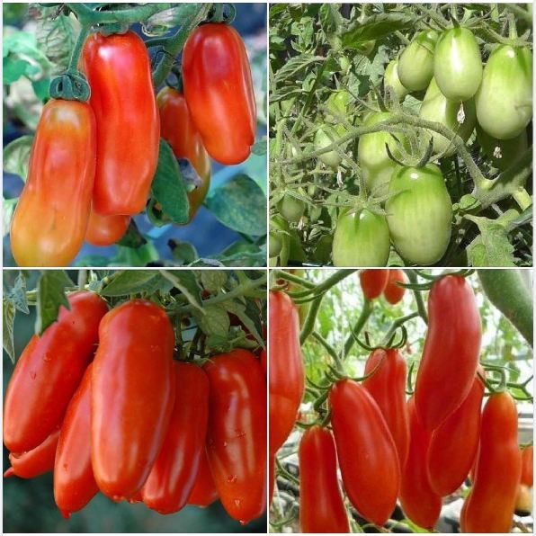 Hạt giống cà chua chuối quả đỏ gói 30 hạt - TẶNG kèm viên nén ươm hạt