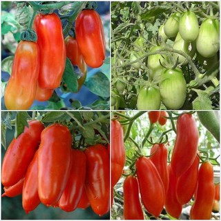 Hạt giống cà chua chuối quả đỏ gói 30 hạt - TẶNG kèm viên nén ươm hạt