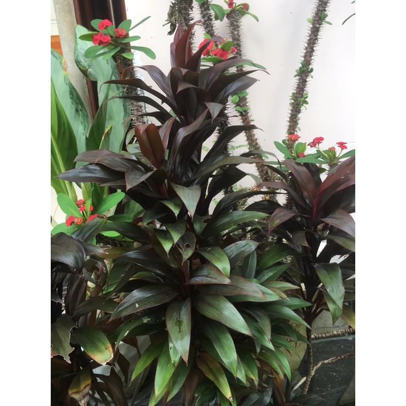 Phát tài đỏ bầu đất không chậu