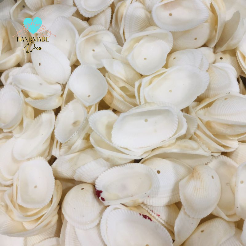 Vỏ Sò biển làm đồ handmade , chụp ảnh mỹ phẩm