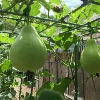 Hạt giống bầu gáo thái lan