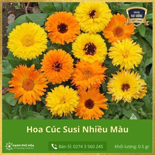 Hạt Giống Hoa Cúc Susi SV Nhiều Màu 0.5gr - Hoa Kiểng - Trang Trí Nhà Cửa, Sân Vườn