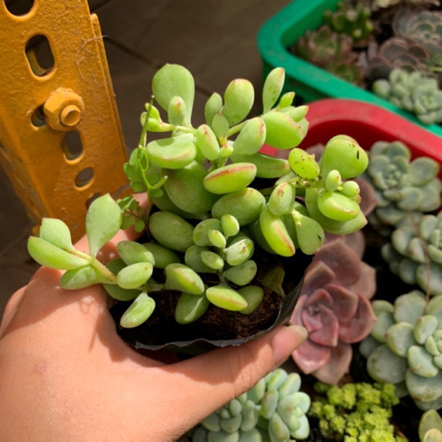 SEN ĐÁ SỎI DÂY FREESHIP  ĐÃ THUẦN XỨ NÓNG SIU CUTE CHUẨN SIZE BẦU