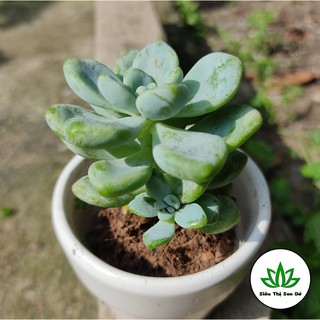 Sen Đá Sỏi Thiên Thanh Đà Lạt Đã Thuần Khí Hậu Size Bầu Đường Kính 4-6cm