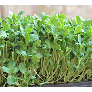 HẠT GIỐNG MẦM HƯỚNG DƯƠNG