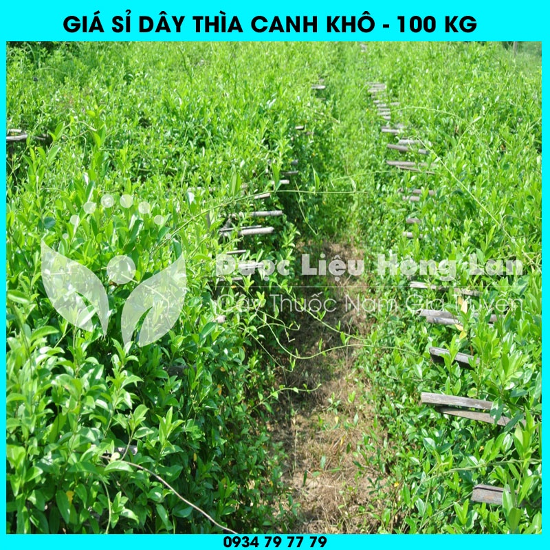 Cung cấp sỉ DÂY THÌA CANH khô giá bán 100kg - Công ty dược liệu Hồng Lan