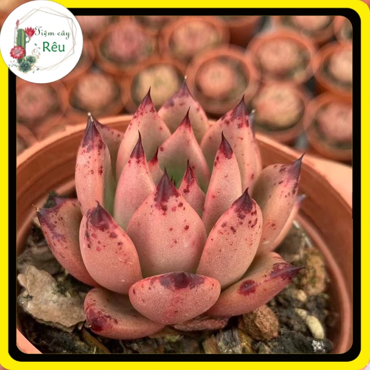 Sen Đá Đế Hồng 5-7cm 🌵HOT SALE🌵Sen Đá Hồng Đế Giá rẻ, Đã Thuần, Màu Sắc Đẹp.