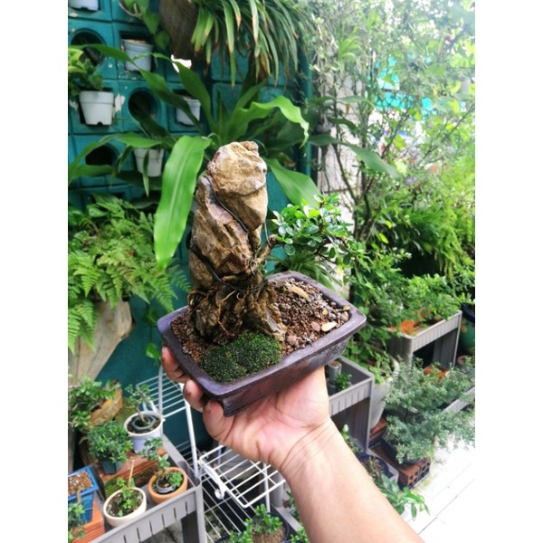 Bonsai sam trái mini
