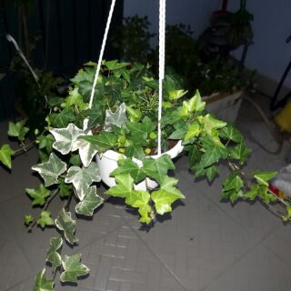 PHÂN BÓN NPK 19-12-8+TE - 1Kg/ gói