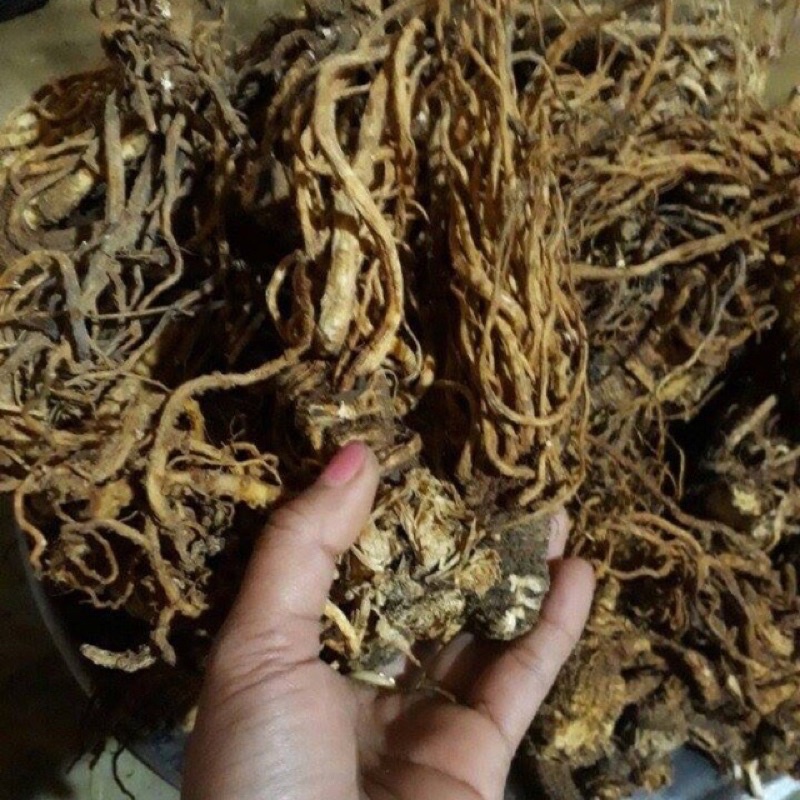 ĐƯƠNG QUY KHÔ TÂY BẮC PHƠI NẮNG TỰ NHIÊN CHUẨN VN