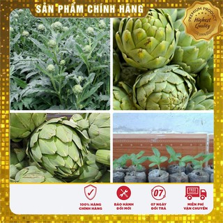 COMBO 10 Viên nén ươm hạt và gói hạt giống Atiso xanh (gói 8 hạt)