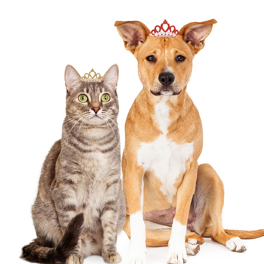 Kẹp vương miện ngọc trai giả dễ thương làm phụ kiện chụp ảnh tiệc cưới sinh nhật dành cho thú cưng