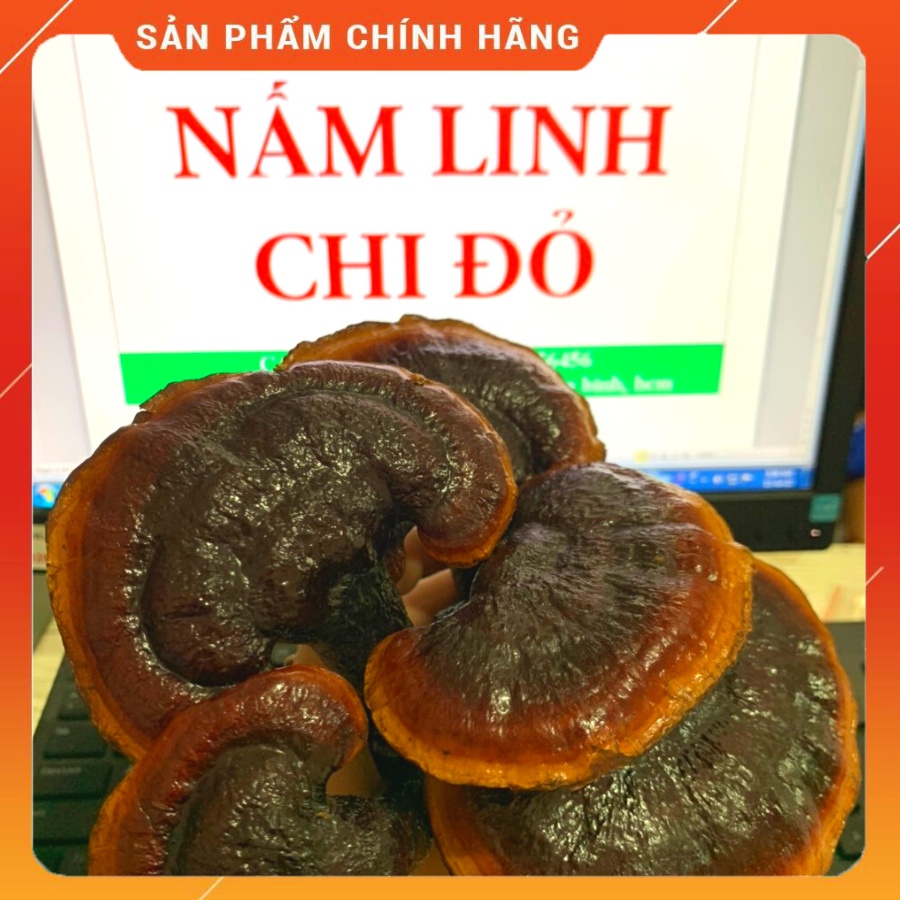 Nấm Linh Chi Đỏ Việt Nam 500g Nguyên Tai [THƯỢNG HẠNG], Nấm Linh Chi Đỏ Rừng Nguyên Chất Thiên Nhiên