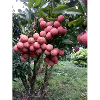 CÂY GIỐNG VẢI THIỀU SIÊU QUẢ