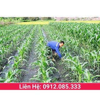 Cỏ ngọt lai giống cỏ chăn nuôi cho trâu bò dê cừu cá, hàm lượng dinh dưỡng cao, thân và lá mềm gói 1kg