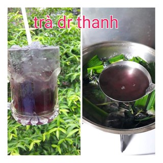 Cây trà Dr Thanh (bán tự cảnh).